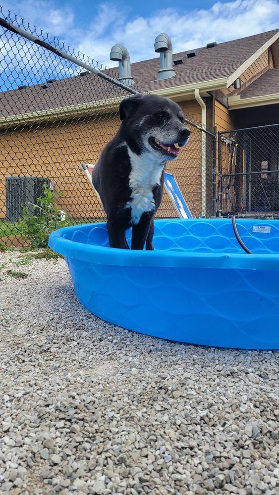 Blaze, a Adoptable mixed breed in Bolivar, MO image 4/5