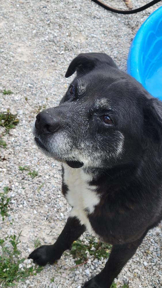 Blaze, a Adoptable mixed breed in Bolivar, MO image 5/5