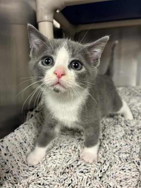 Flabaliki (with DrGluon), Adoptable, Kitten Male Domestic Short Hair.