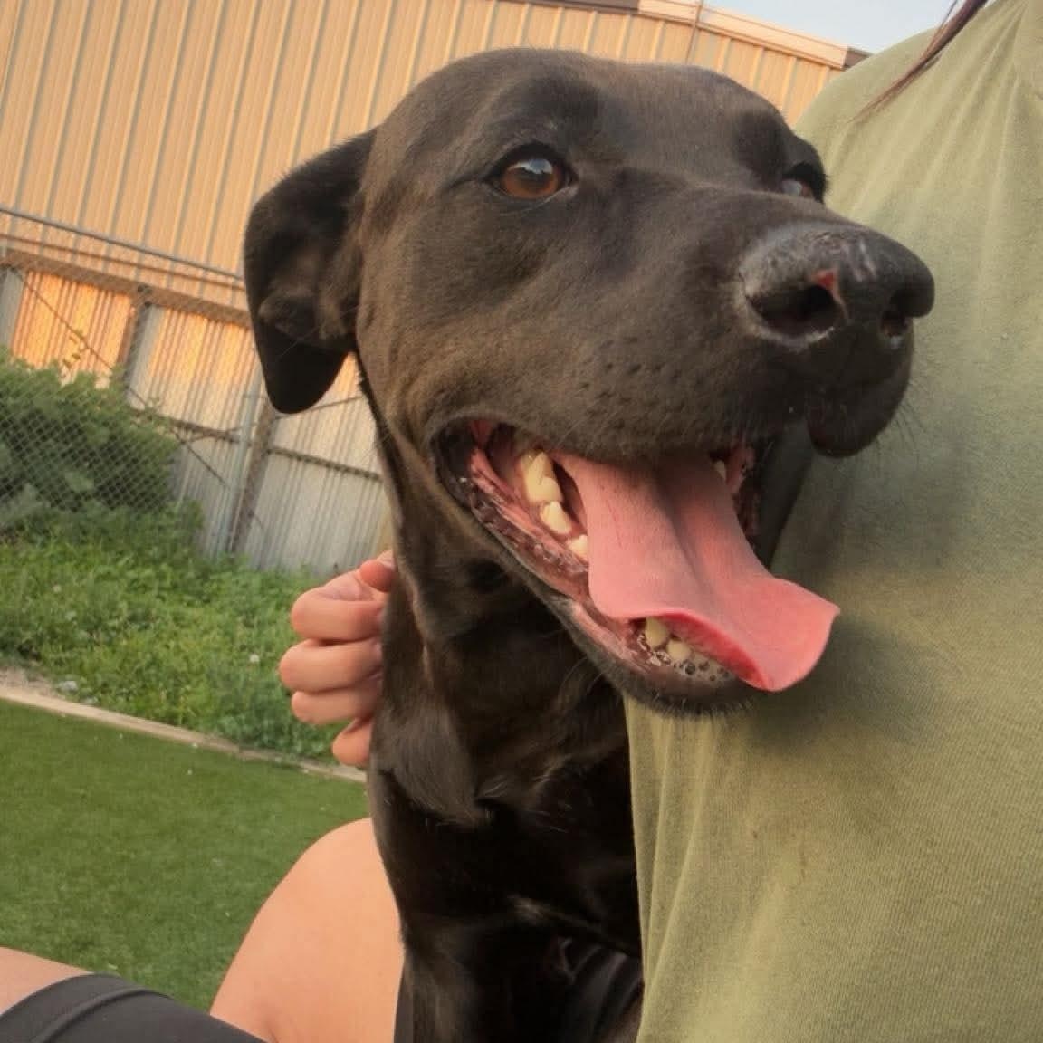 Liberty, adopted, Young Female Black Labrador Retriever.