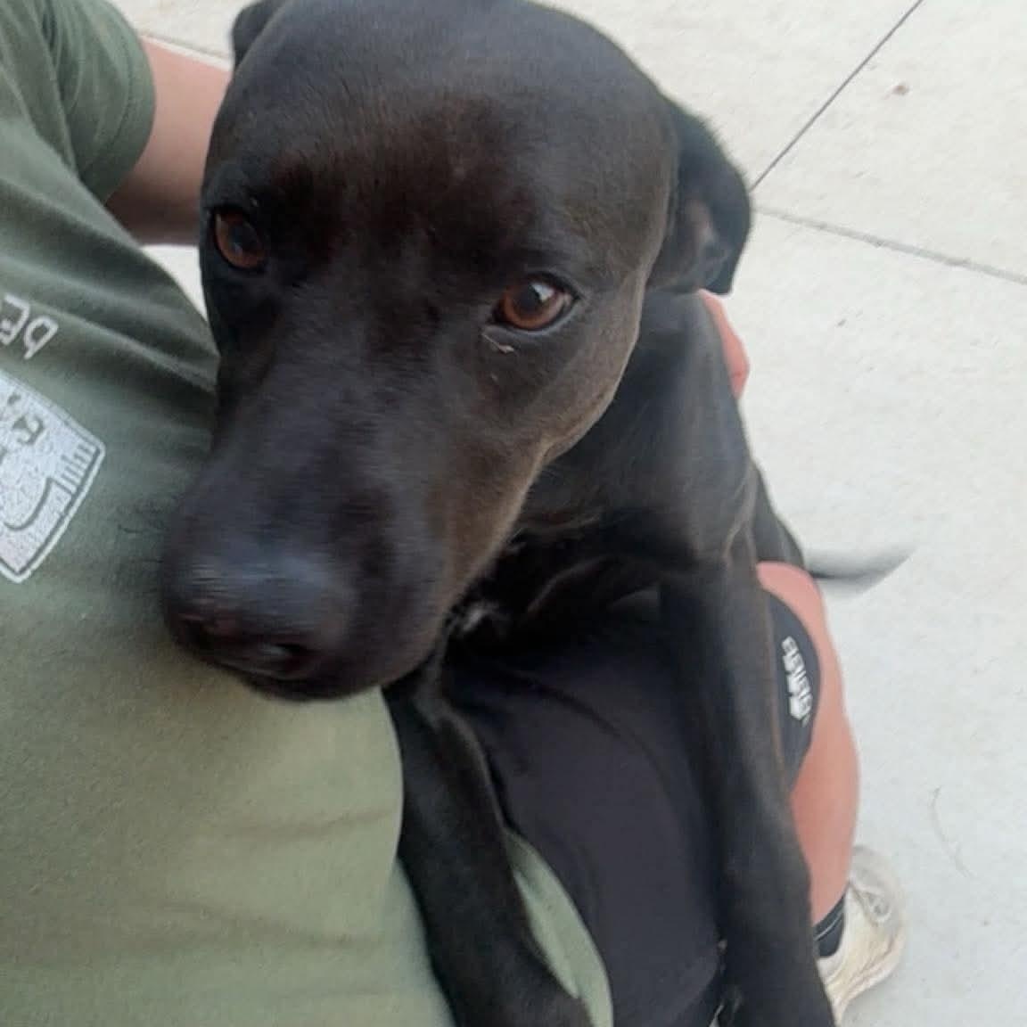 Enlarge Liberty, an adopted mixed breed in Spencer, IA image 2/3