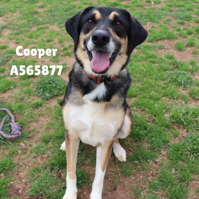 COOPER, Adoptable, Young Male German Shepherd Dog & Mixed Breed.