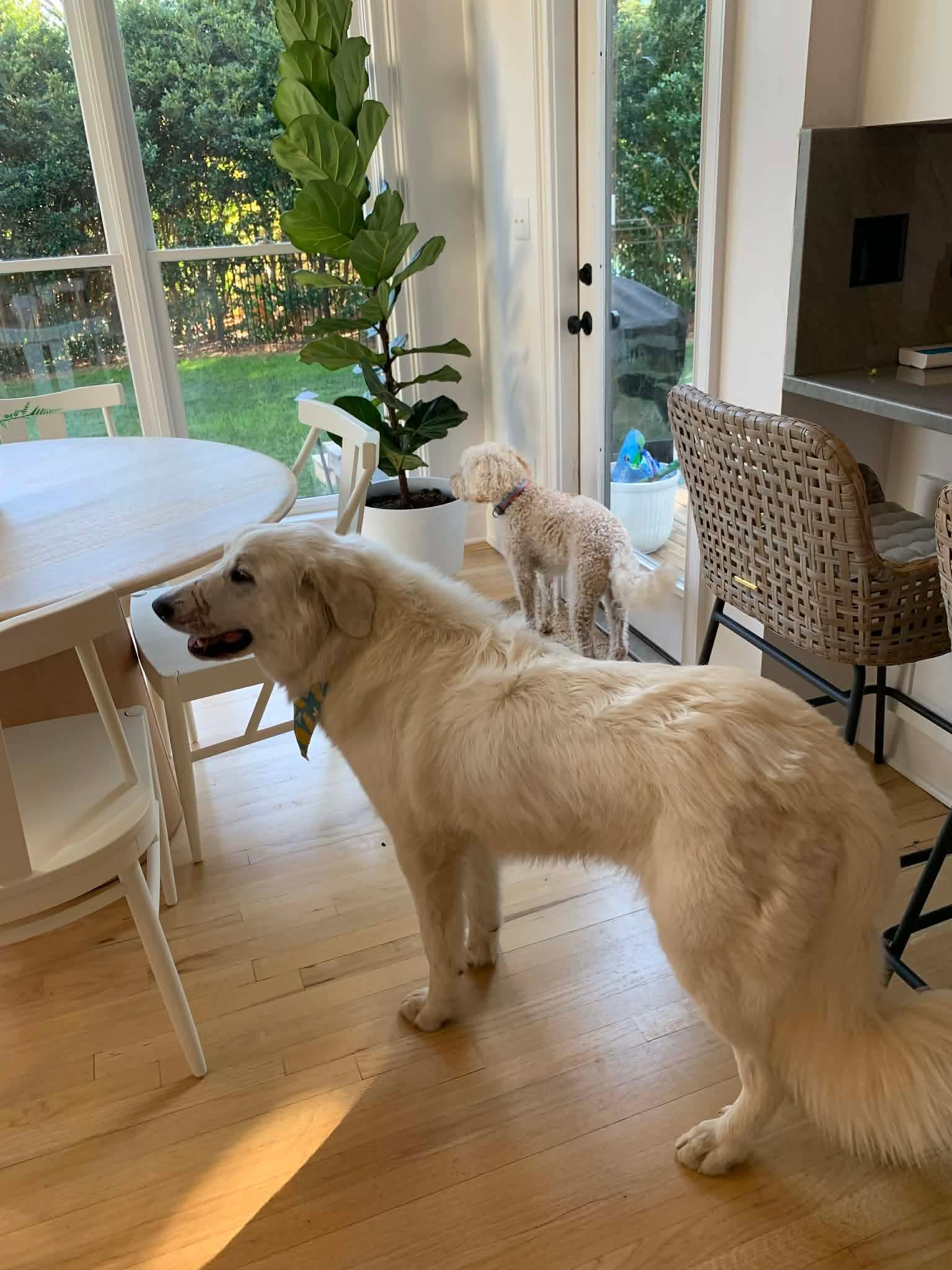 Enlarge Franklin, an adopted Great Pyrenees in Blue Bell, PA image 2/4
