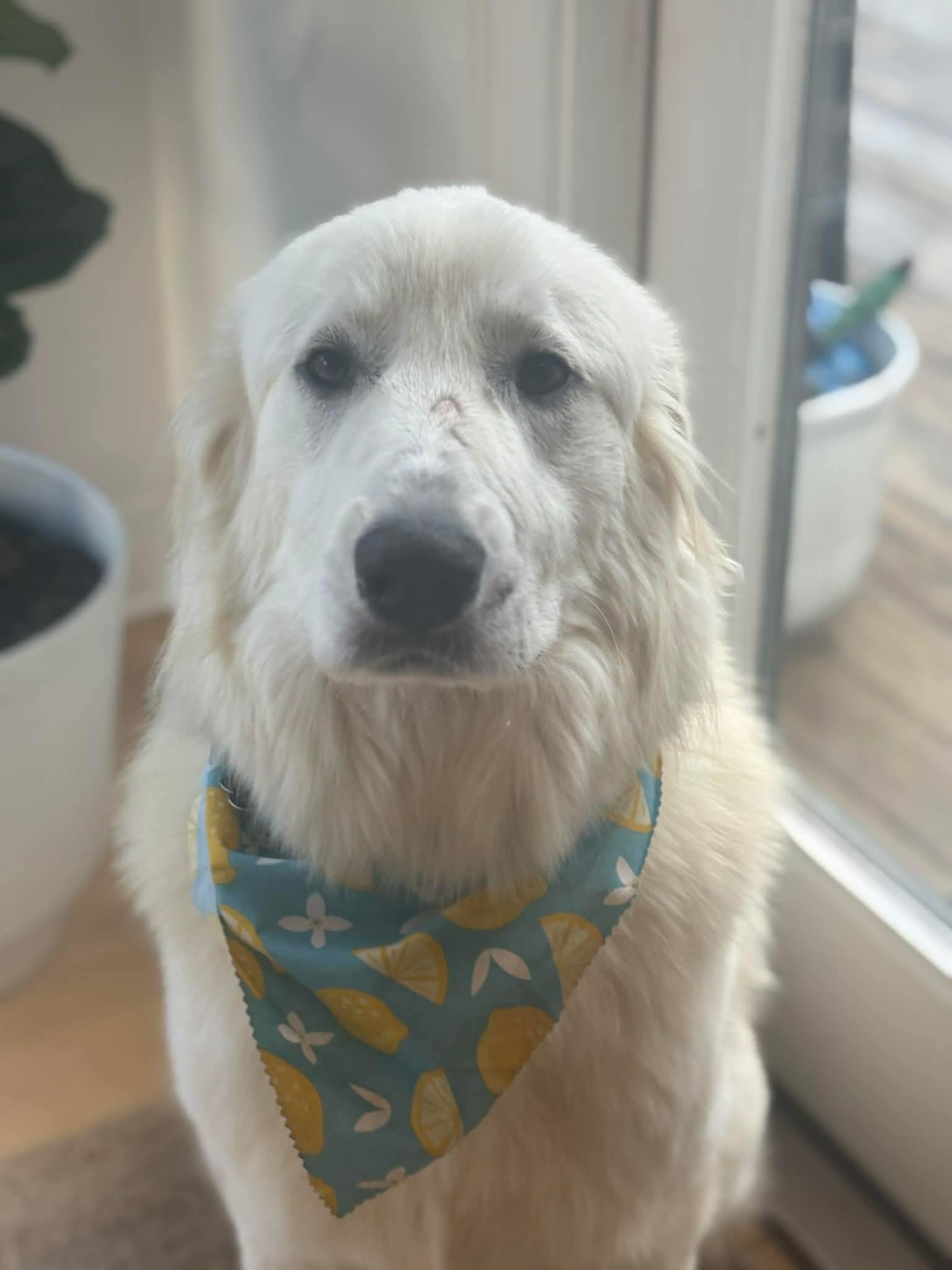 Enlarge Franklin, an adopted Great Pyrenees in Blue Bell, PA image 1/4