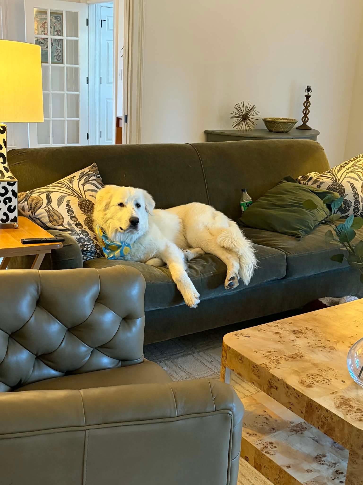 Enlarge Franklin, an adopted Great Pyrenees in Blue Bell, PA image 4/4