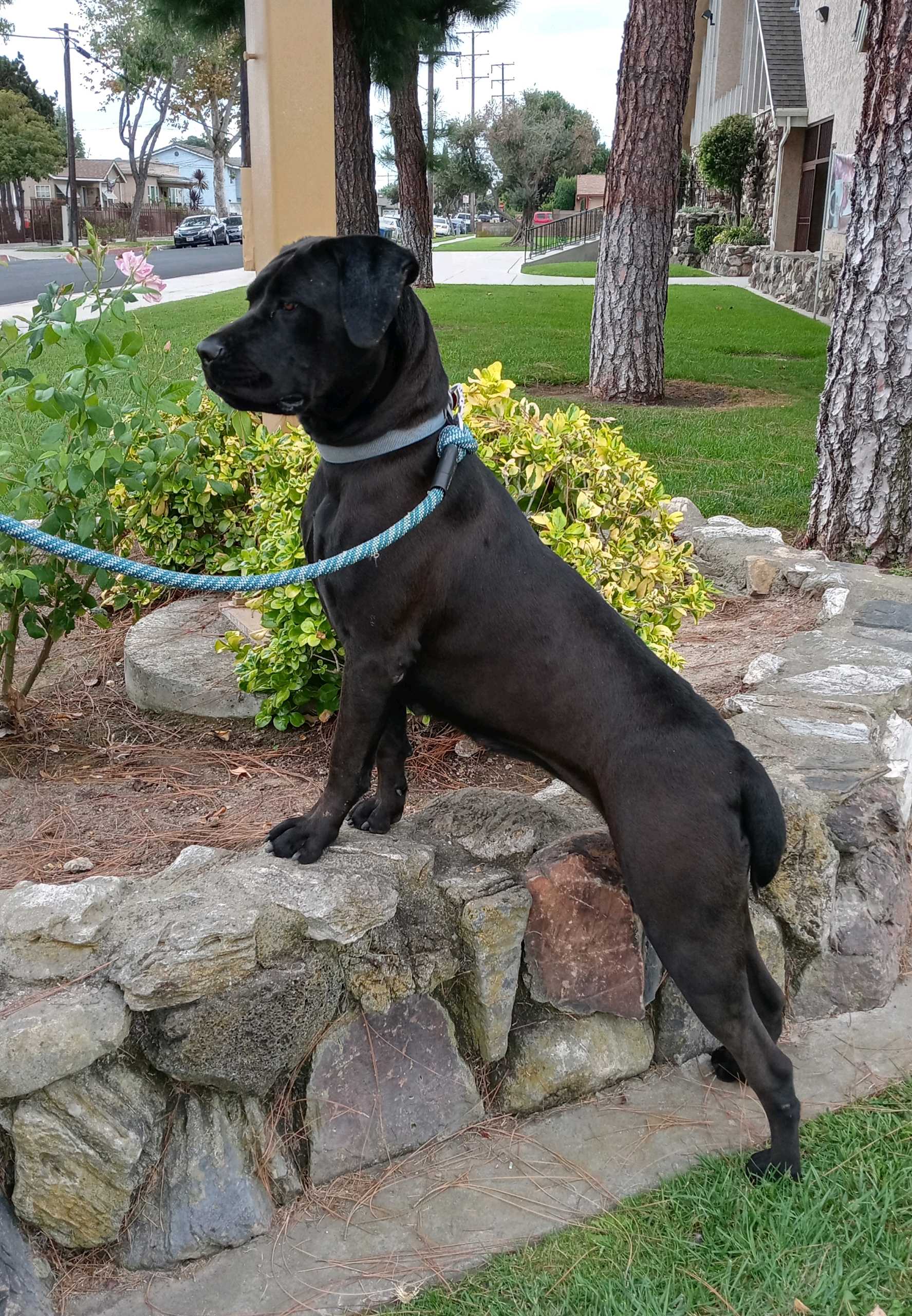 Velvet, a Adoptable Cane Corso in Bellflower, CA image 5/6