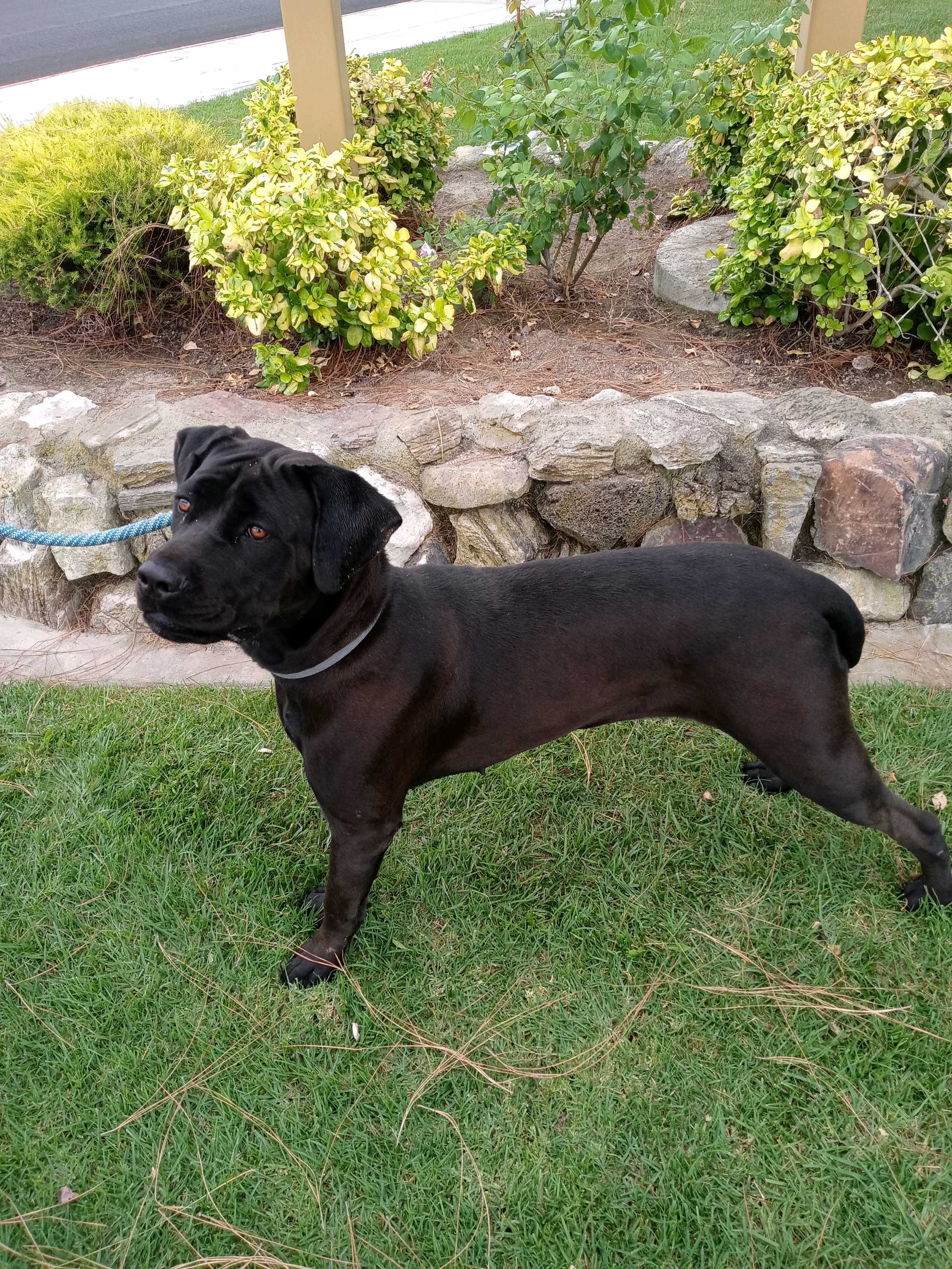 Velvet, a Adoptable Cane Corso in Bellflower, CA image 4/6