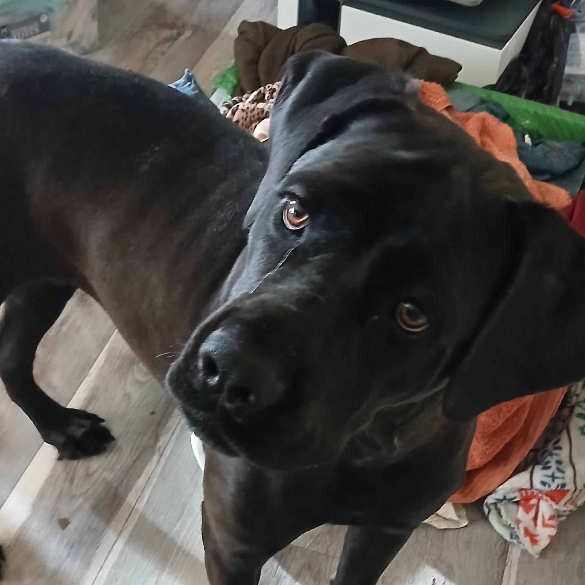 Velvet, a Adoptable Cane Corso in Bellflower, CA image 1/6