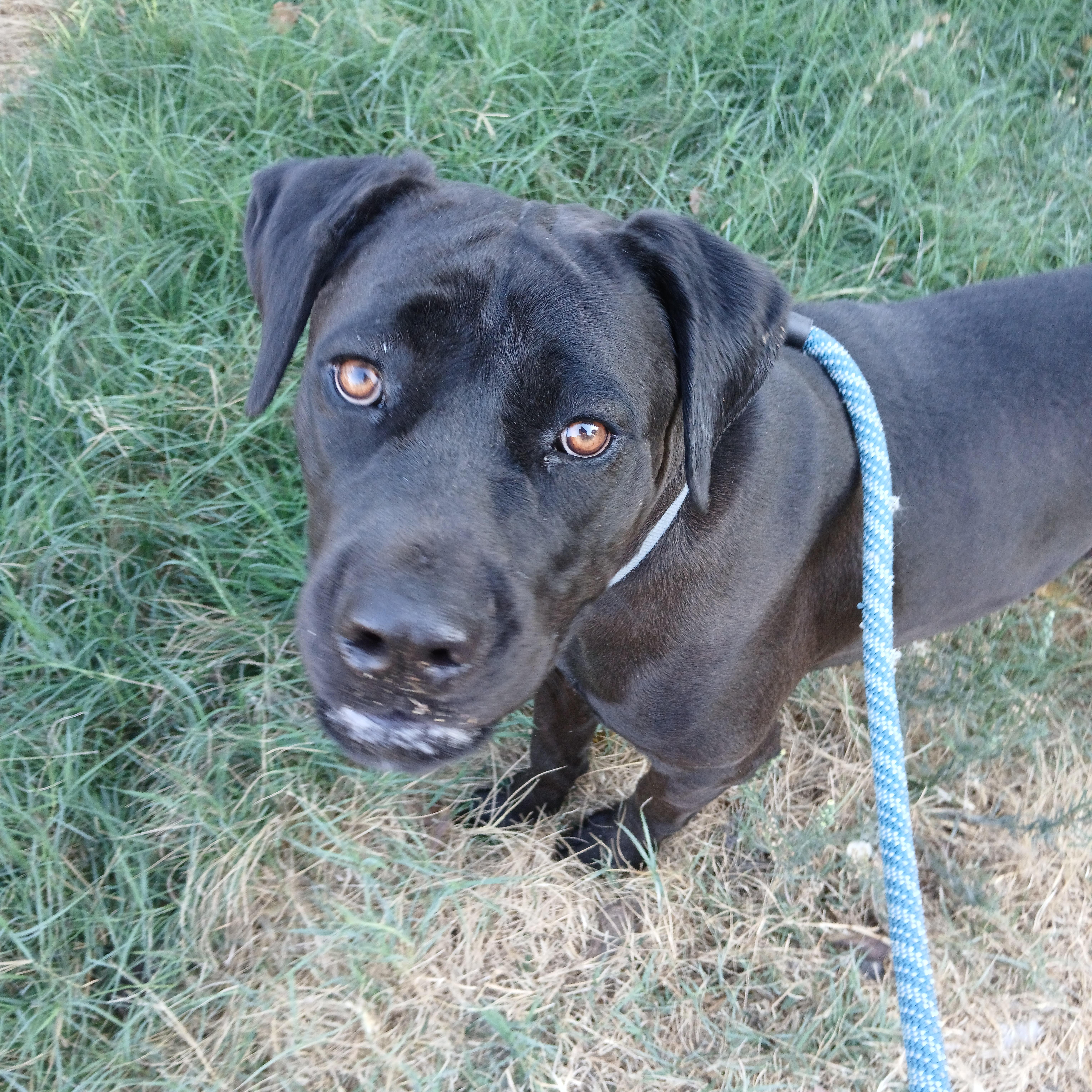 Velvet, a Adoptable Cane Corso in Bellflower, CA image 6/6