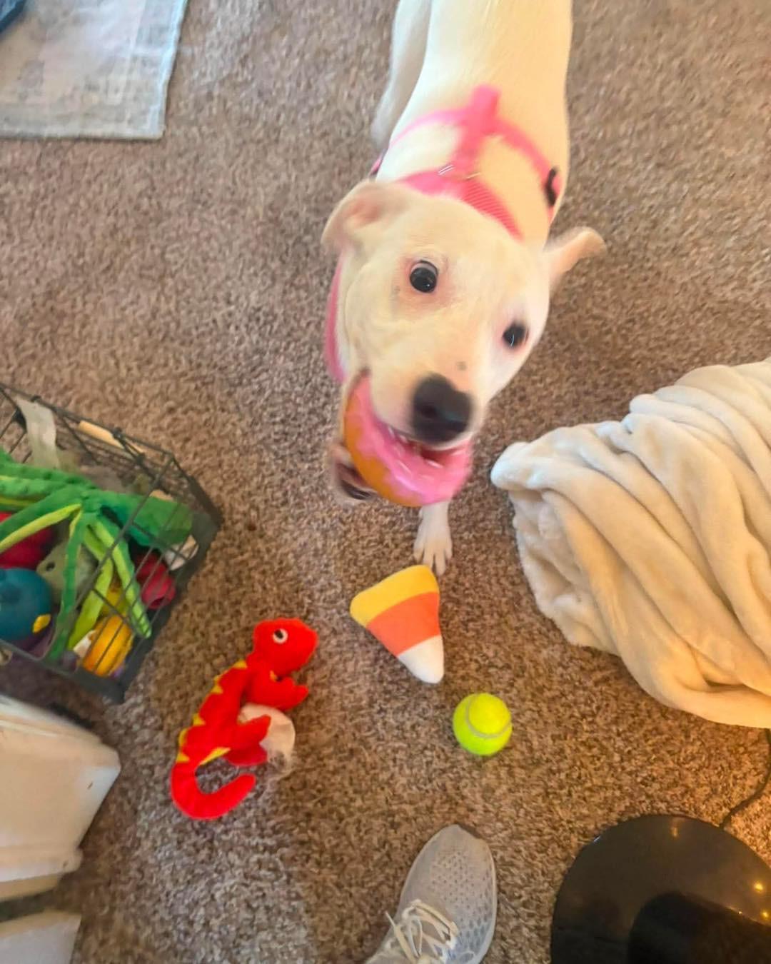 Luna Lovegood, a ADOPTABLE mixed breed in Grand Haven, MI image 4/5