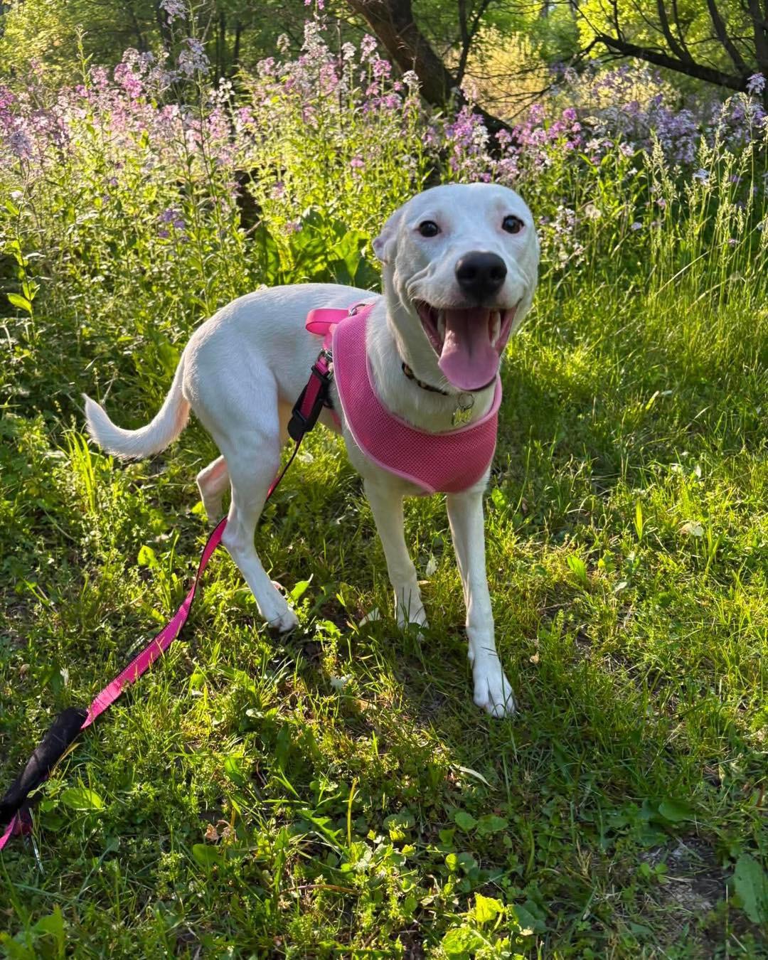 Luna Lovegood, ADOPTABLE, Puppy Female Shepherd.