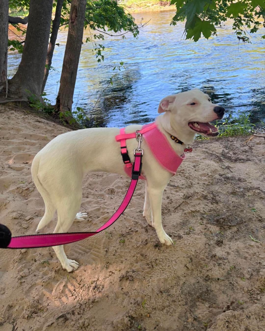 Luna Lovegood, a ADOPTABLE mixed breed in Grand Haven, MI image 3/5