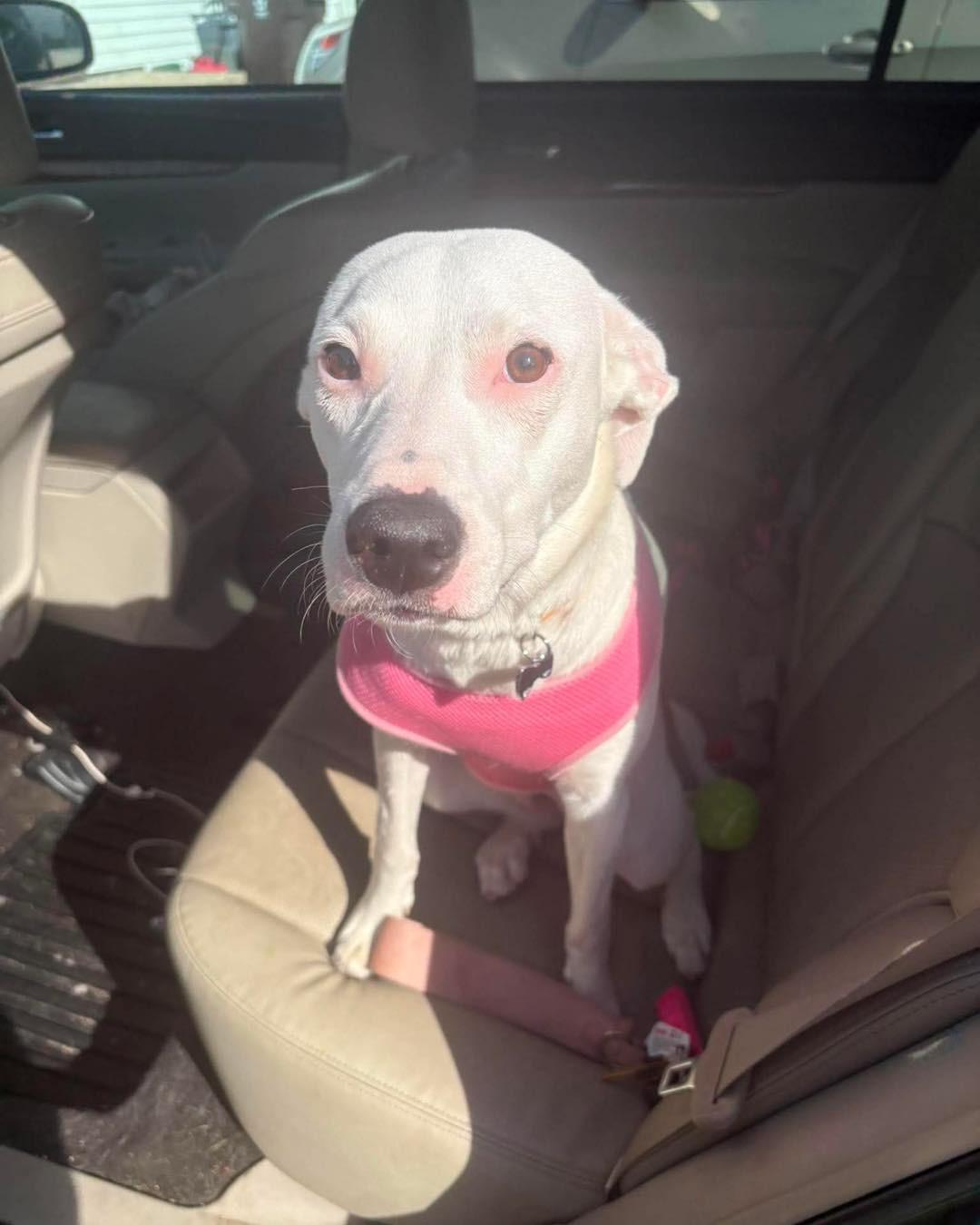 Luna Lovegood, a ADOPTABLE mixed breed in Grand Haven, MI image 5/5