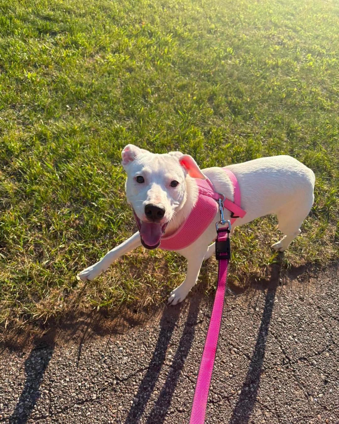 Luna Lovegood, a ADOPTABLE mixed breed in Grand Haven, MI image 2/5