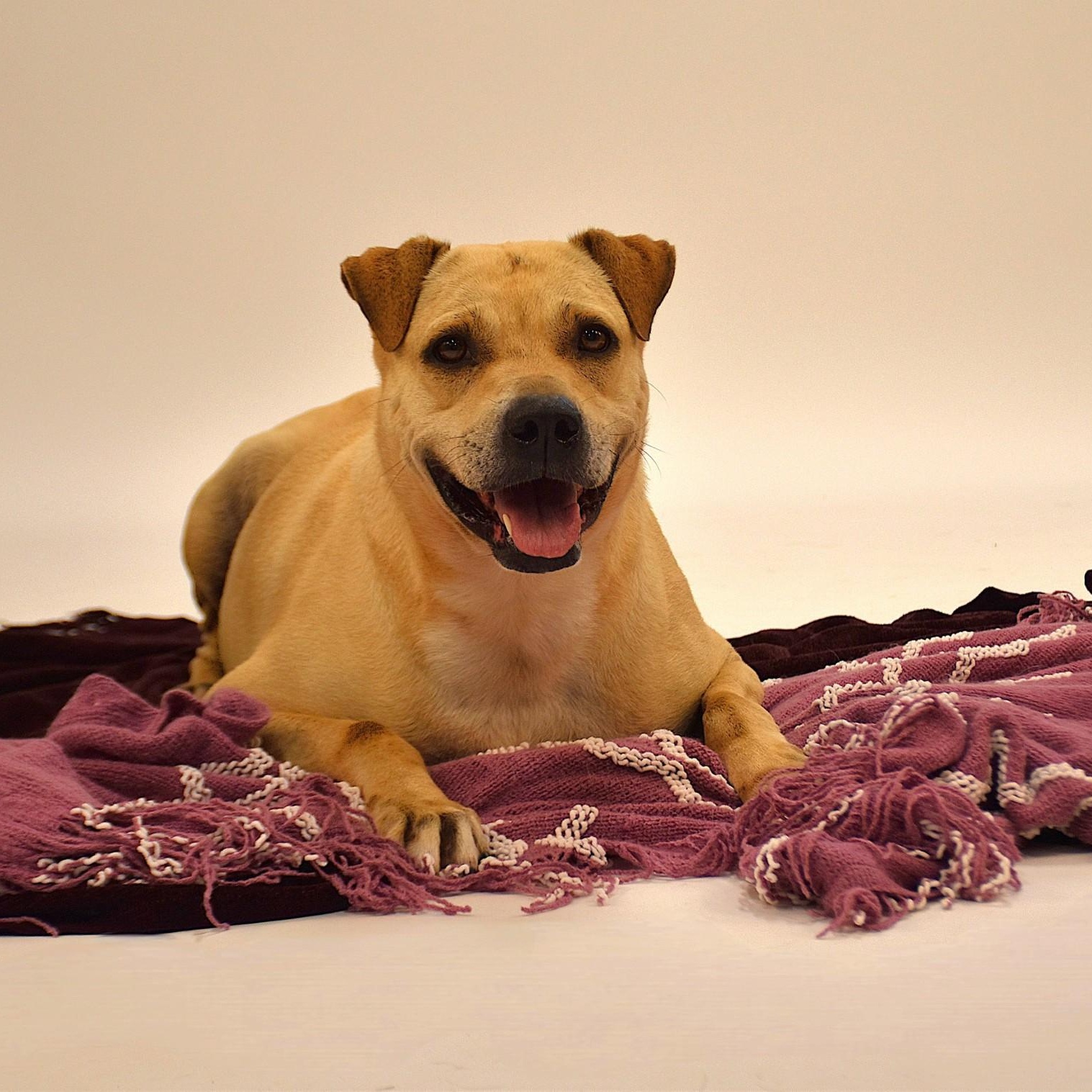 Marissa, a Adoptable mixed breed in Simsbury, CT image 2/6