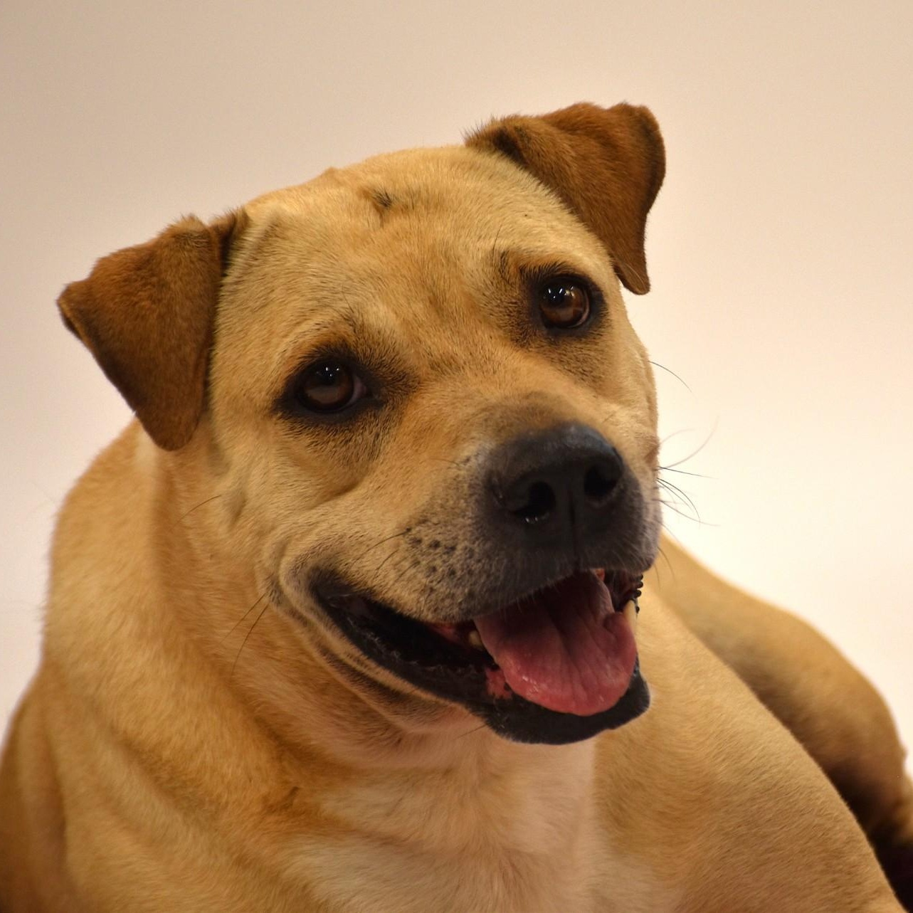 Marissa, a Adoptable mixed breed in Simsbury, CT image 3/6