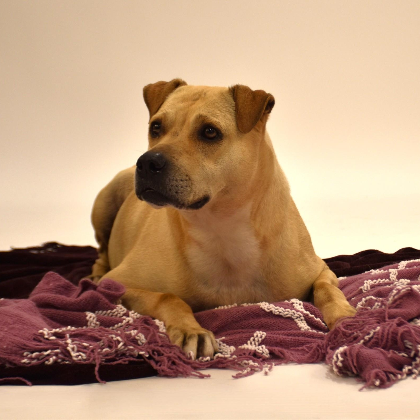 Marissa, a Adoptable mixed breed in Simsbury, CT image 5/6