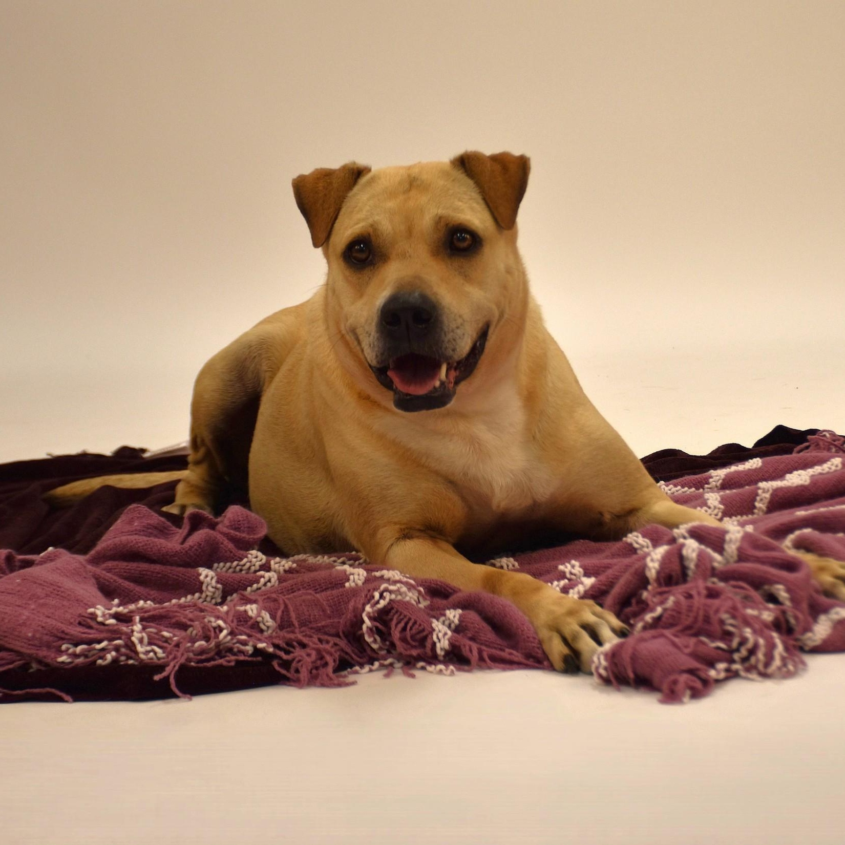 Marissa, a Adoptable mixed breed in Simsbury, CT image 6/6