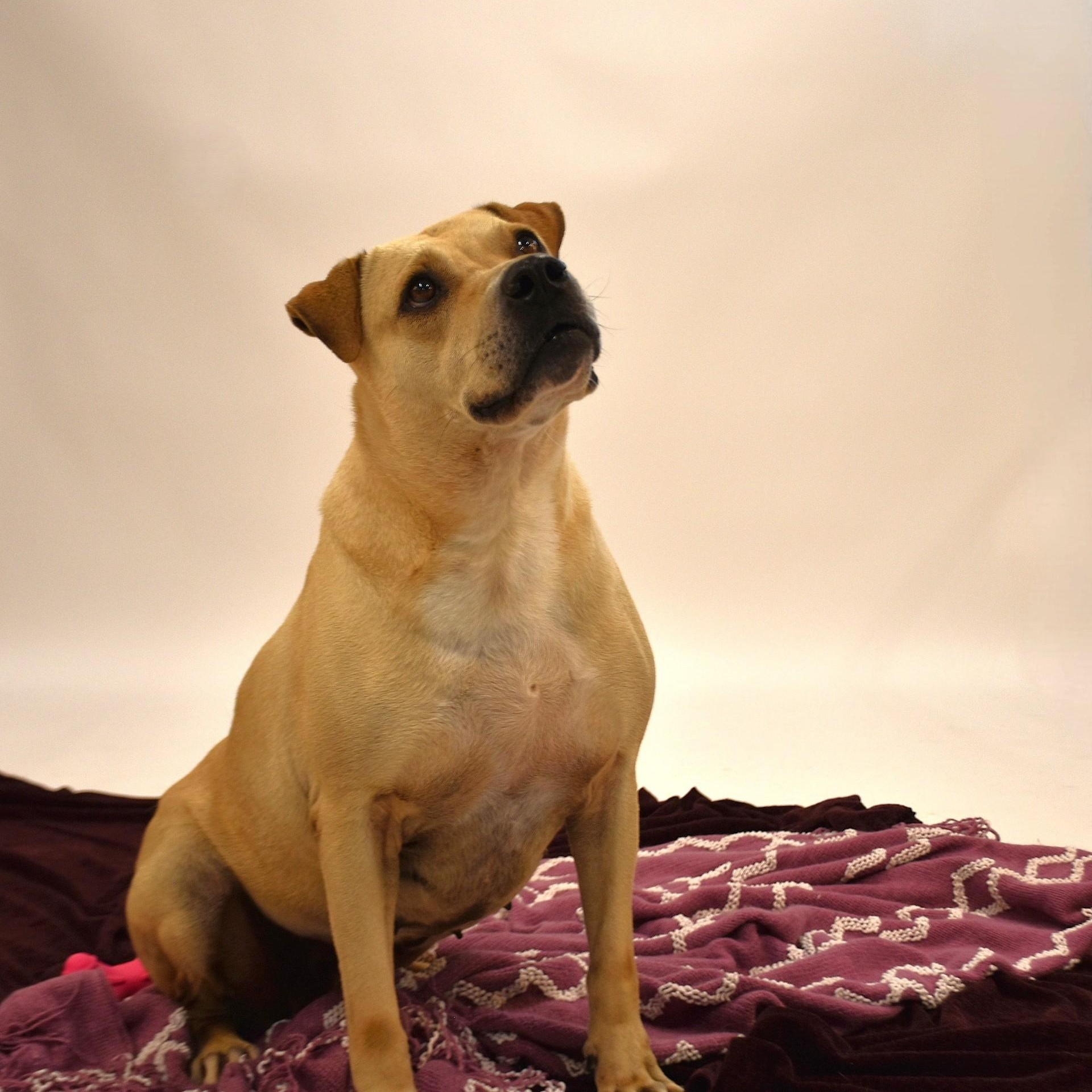 Marissa, a Adoptable mixed breed in Simsbury, CT image 1/6