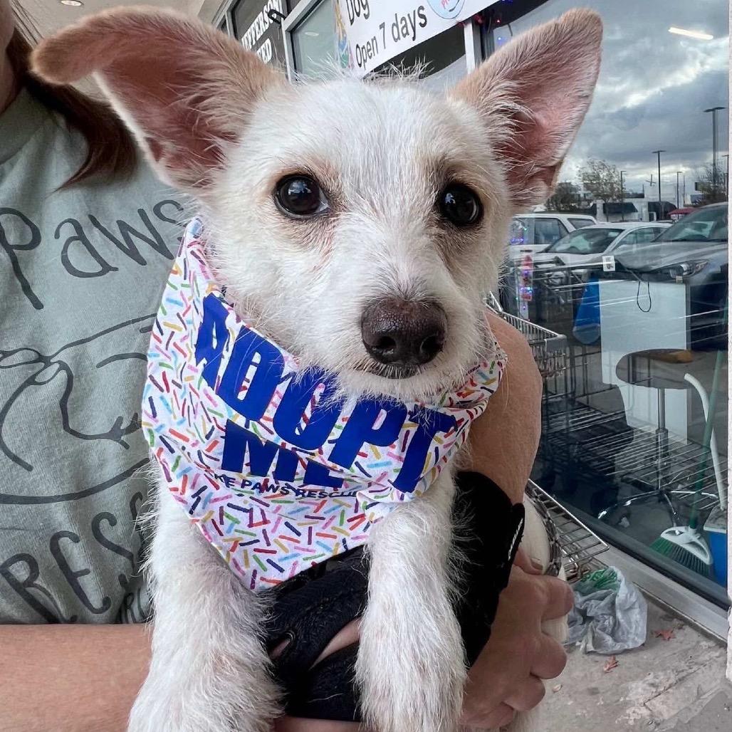 Goo Goose — thumbnail 3