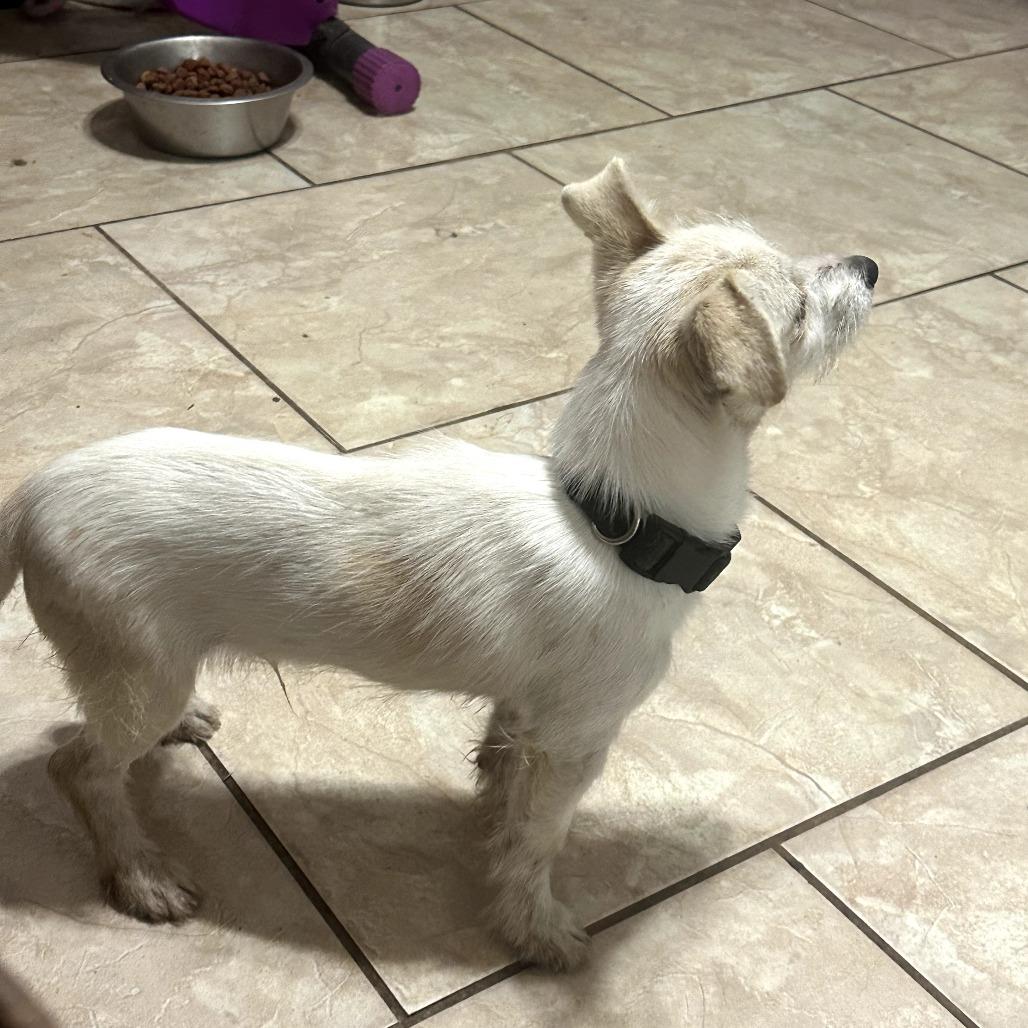 Goo Goose thumbnail 3