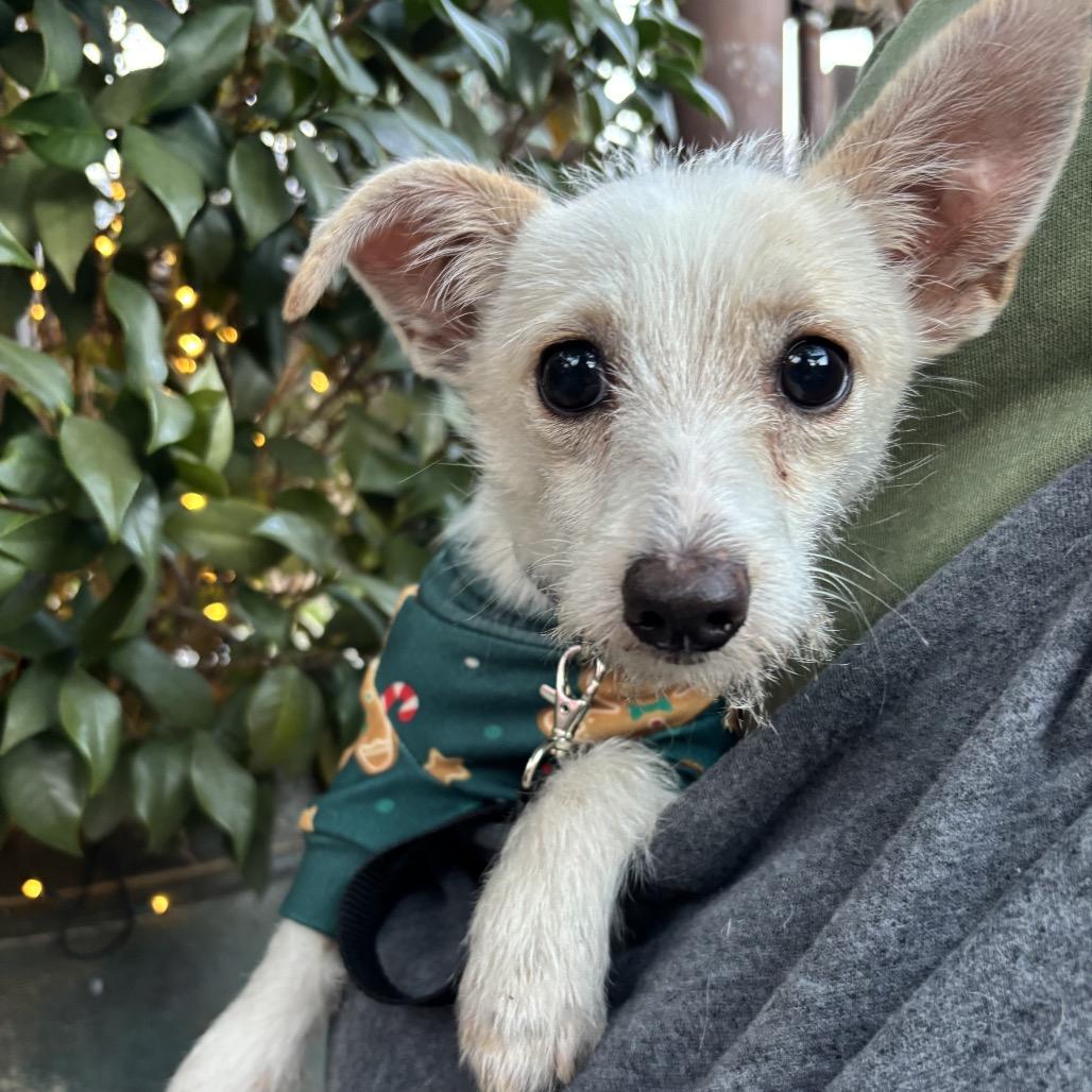 Goo Goose thumbnail 4