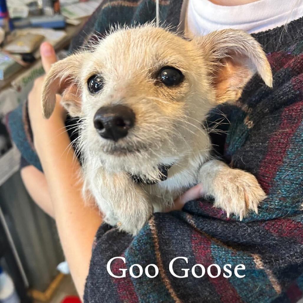 Goo Goose thumbnail 5