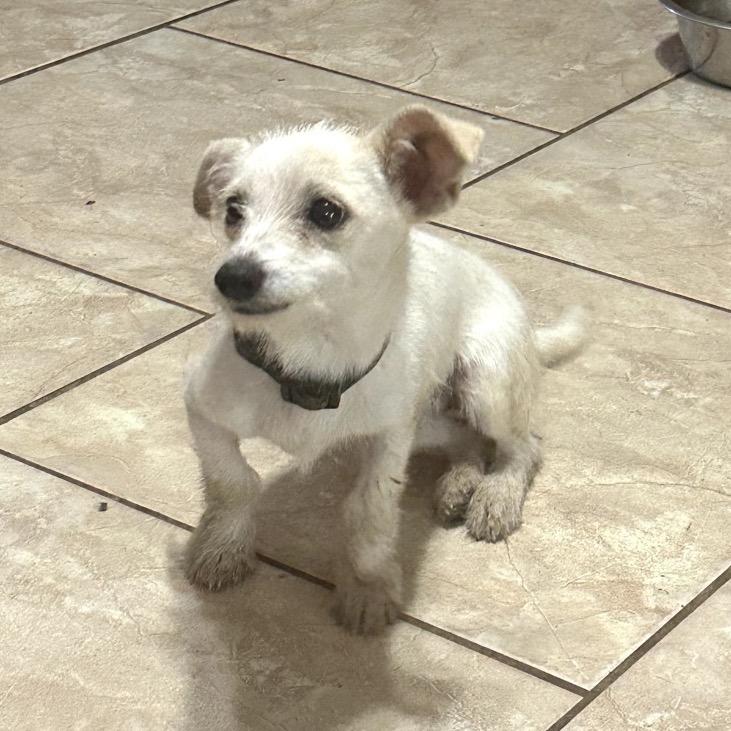 Goo Goose thumbnail 6