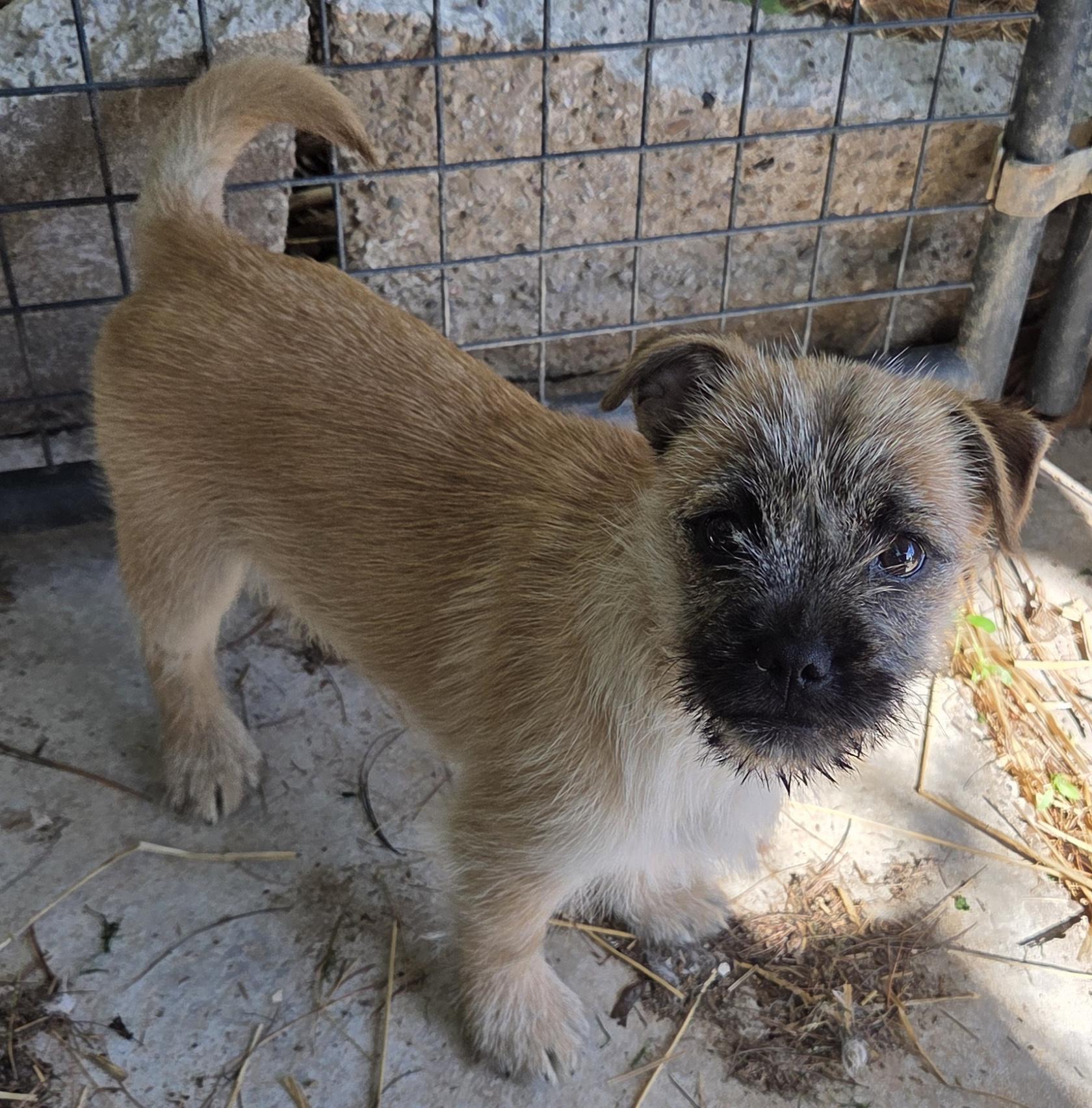 Enlarge MAPLE, a ADOPTABLE mixed breed in Woodsfield, OH image 2/3