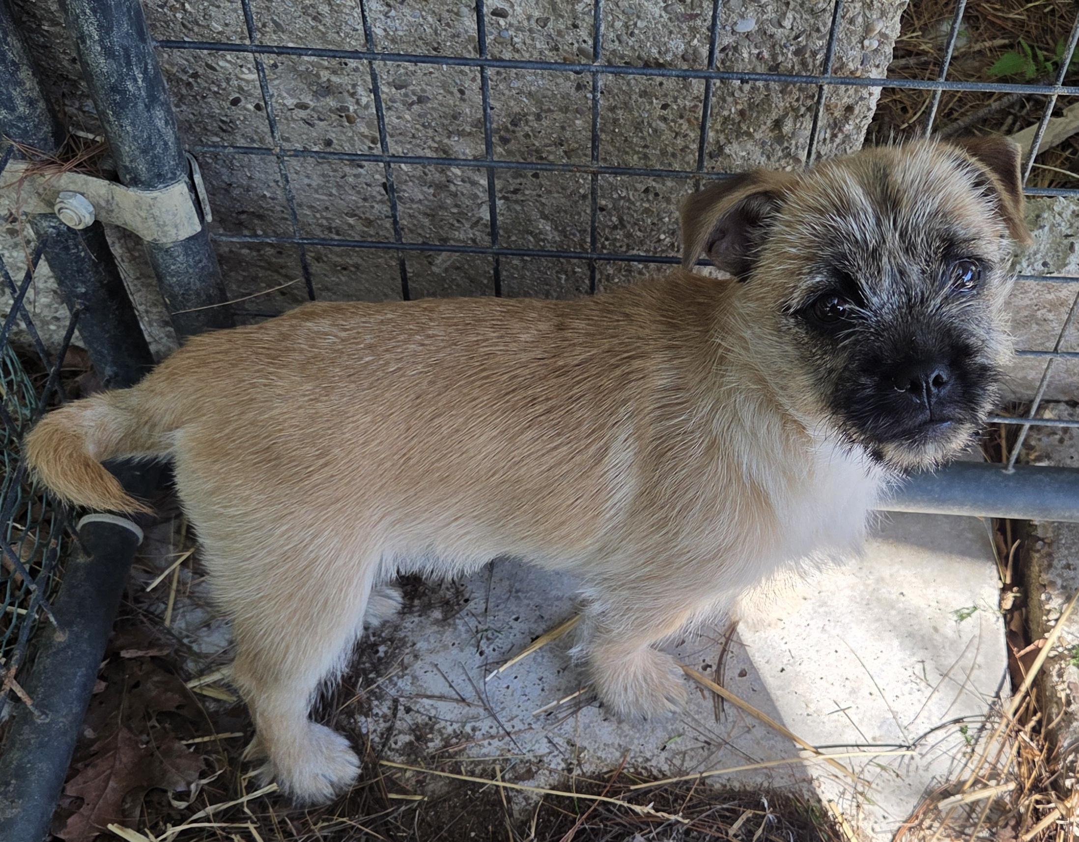 Enlarge MAPLE, a ADOPTABLE mixed breed in Woodsfield, OH image 3/3