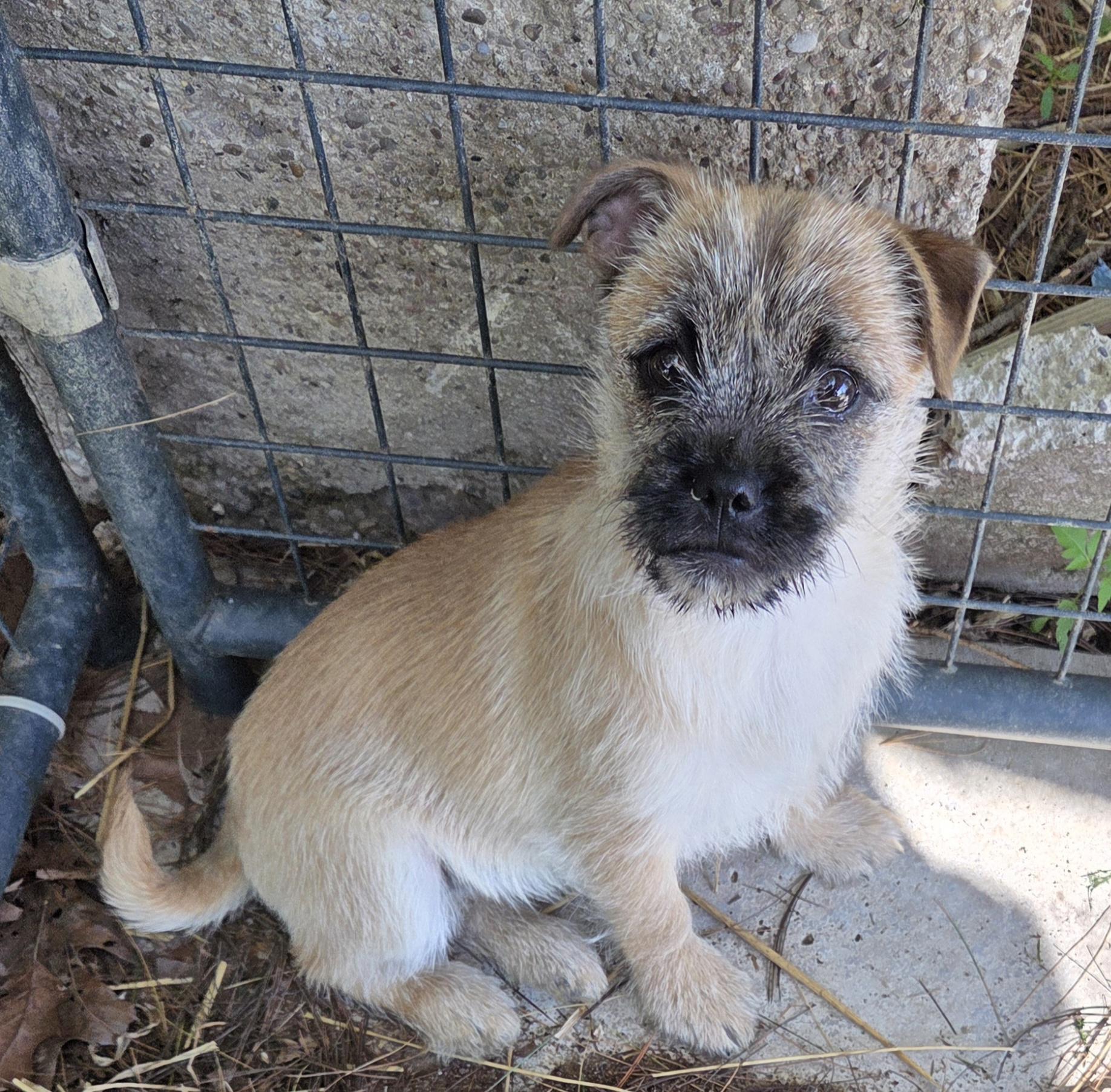 MAPLE, ADOPTABLE, Puppy Female Pug & Cairn Terrier.