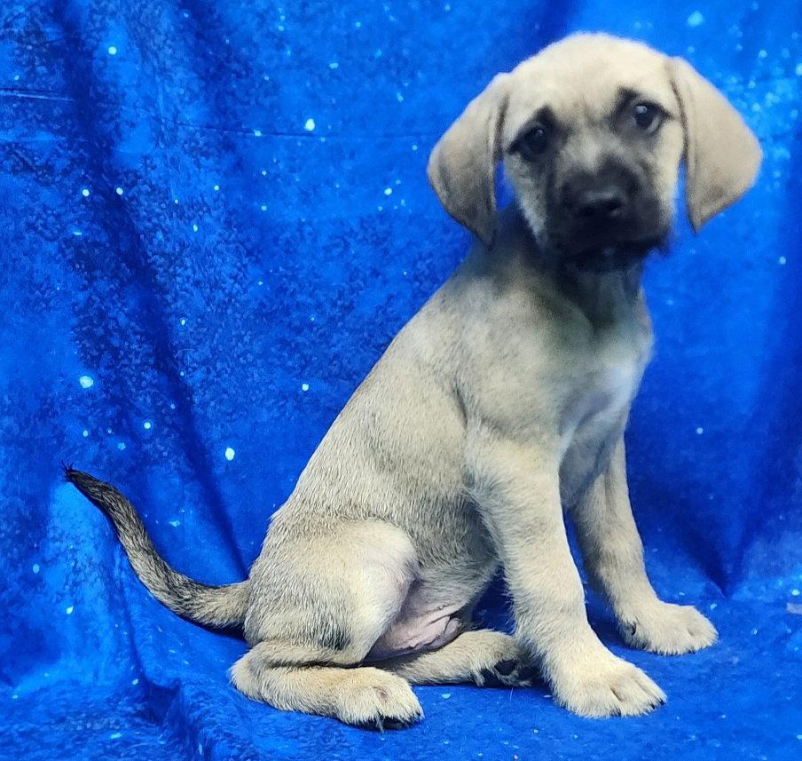 260278  Fern, Adopted, Puppy Male Labrador Retriever.