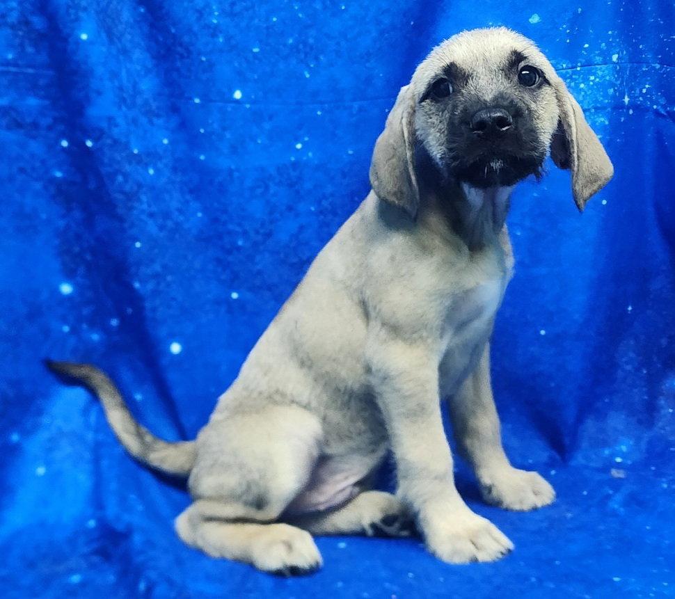 Enlarge 260278  Fern, a Adopted Labrador Retriever in Wetumpka, AL image 2/3