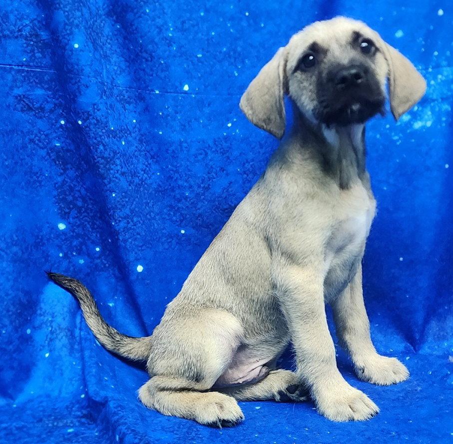 Enlarge 260278  Fern, a Adopted Labrador Retriever in Wetumpka, AL image 3/3