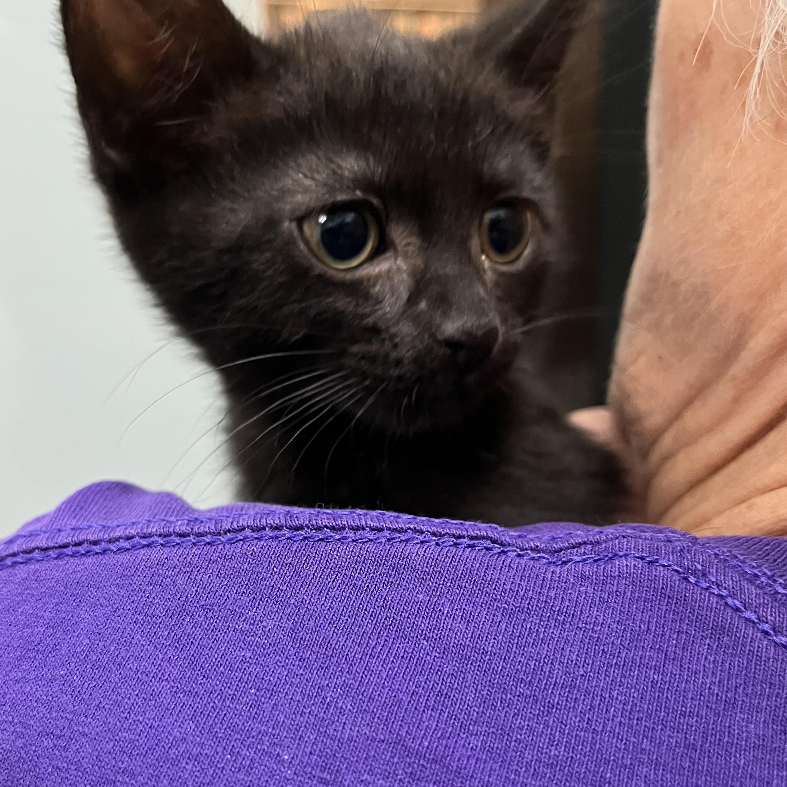 Beaches, Baby Male Domestic Short Hair