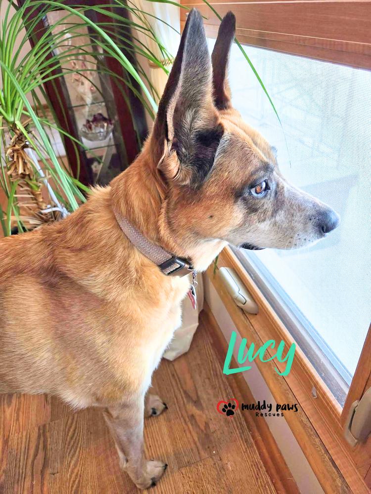 Enlarge Lucy, a Adoptable mixed breed in Council Bluffs, IA image 1/6