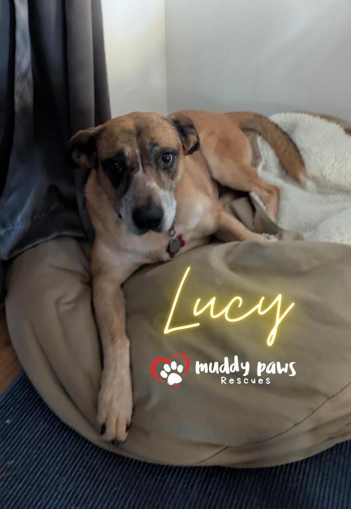 Lucy, Adoptable, Senior Female Australian Cattle Dog / Blue Heeler.