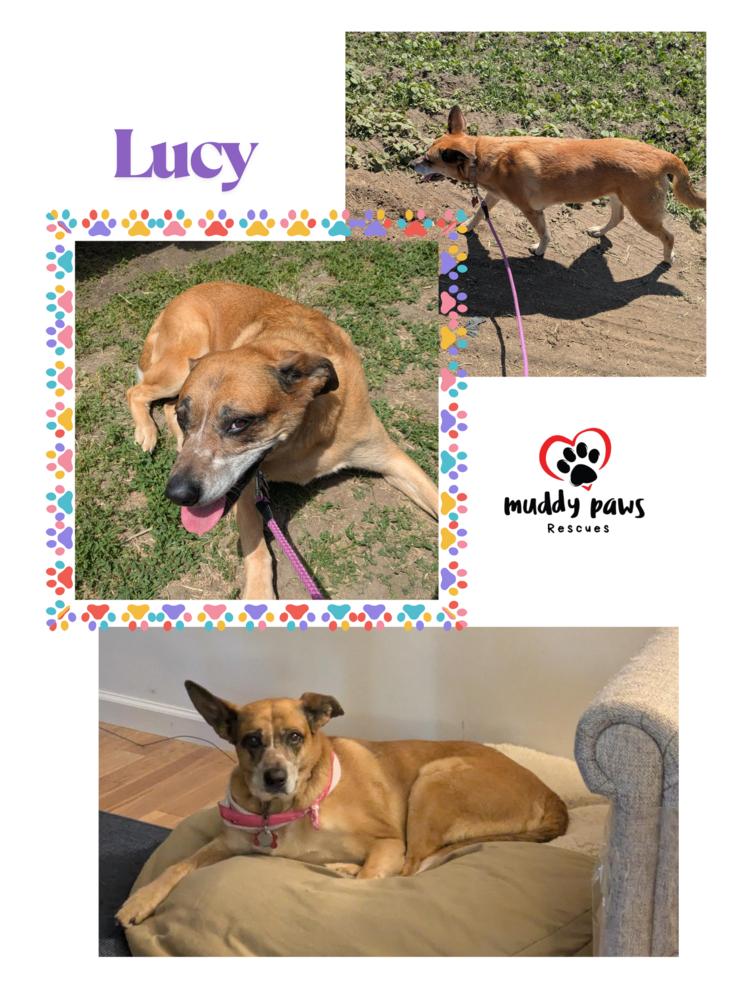 Lucy, a Adoptable mixed breed in Council Bluffs, IA image 2/6