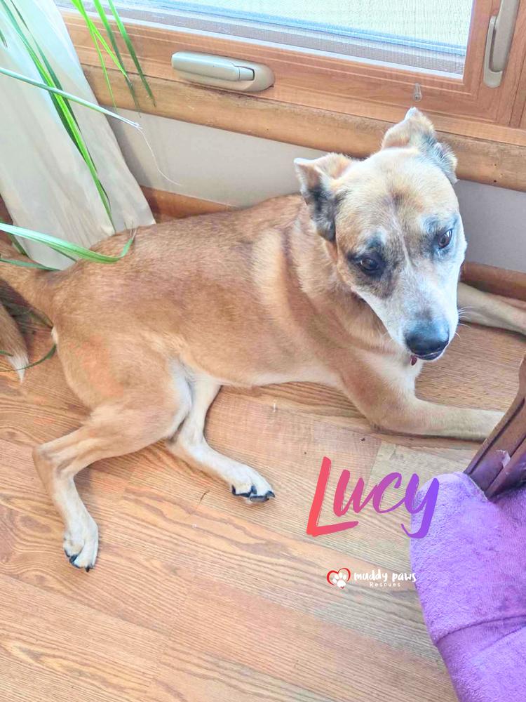 Enlarge Lucy, a Adoptable mixed breed in Council Bluffs, IA image 3/6