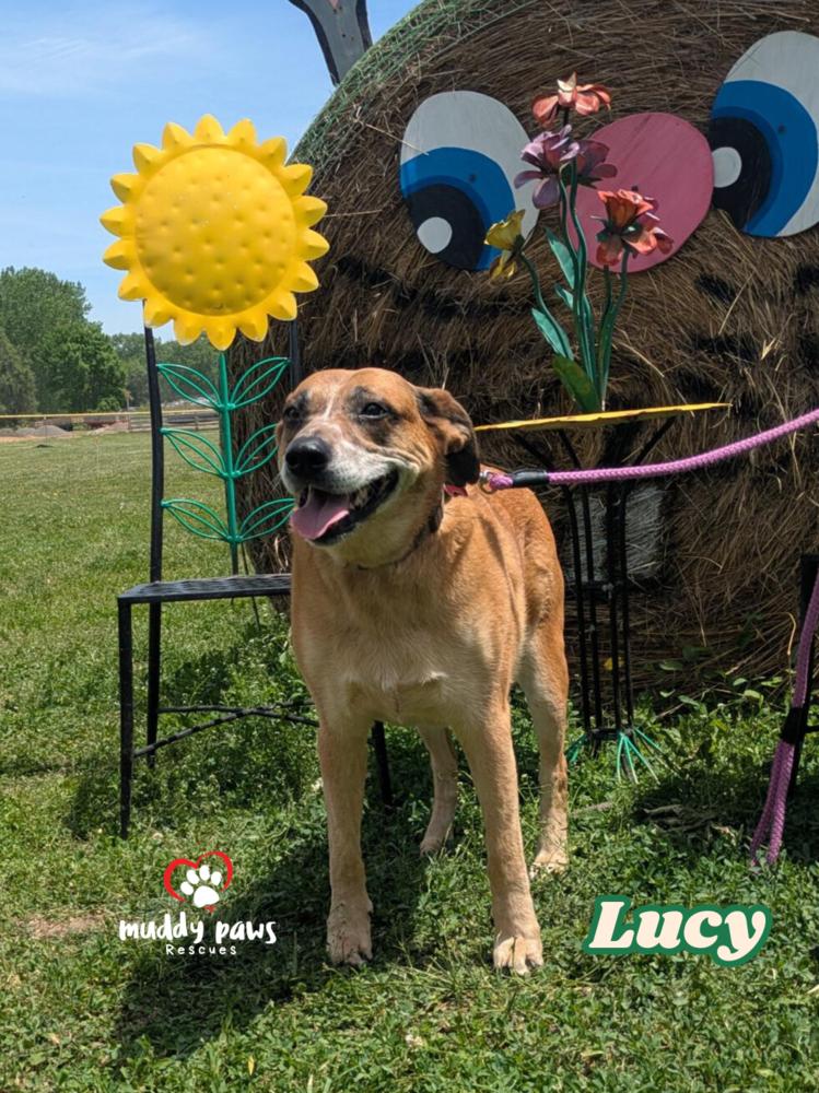 Lucy — thumbnail 4