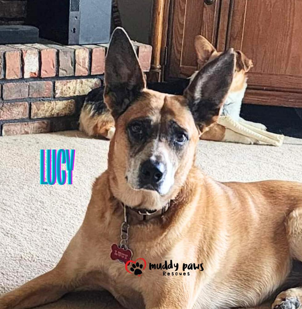 Lucy, a Adoptable mixed breed in Council Bluffs, IA image 6/6
