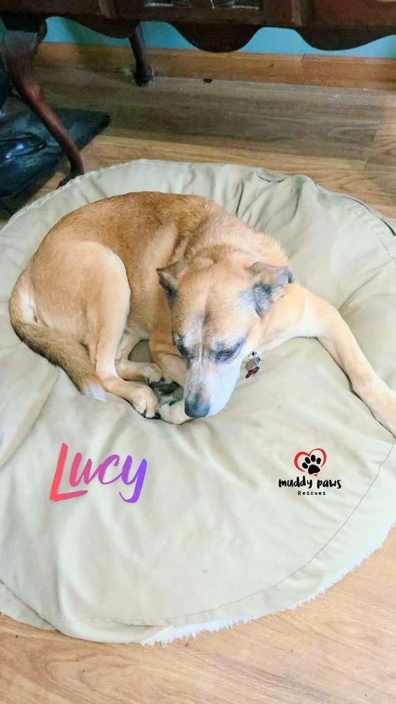 Enlarge Lucy, a Adoptable mixed breed in Council Bluffs, IA image 5/6