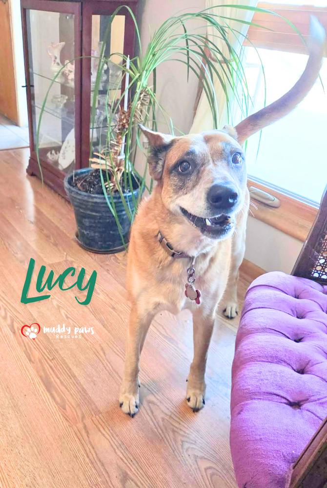 Enlarge Lucy, a Adoptable mixed breed in Council Bluffs, IA image 6/6