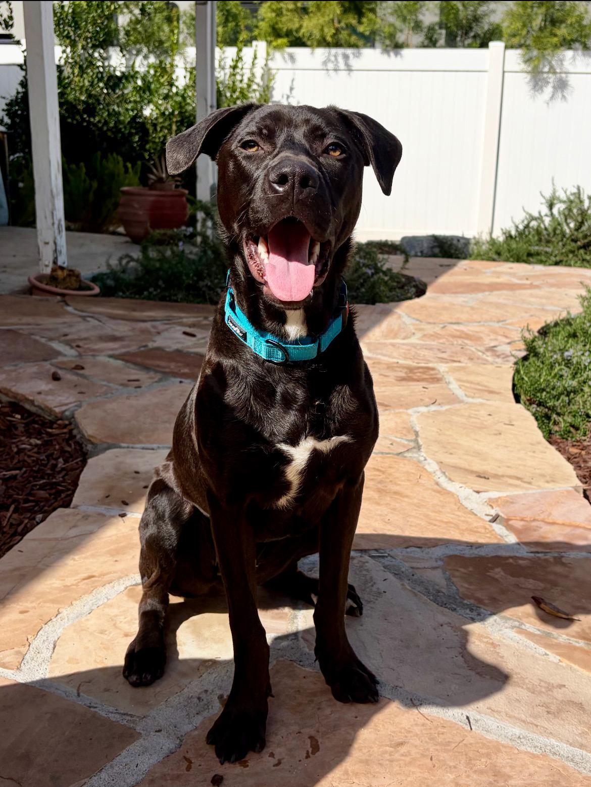 Enlarge Shine, an adopted mixed breed in Olympia, WA image 2/6