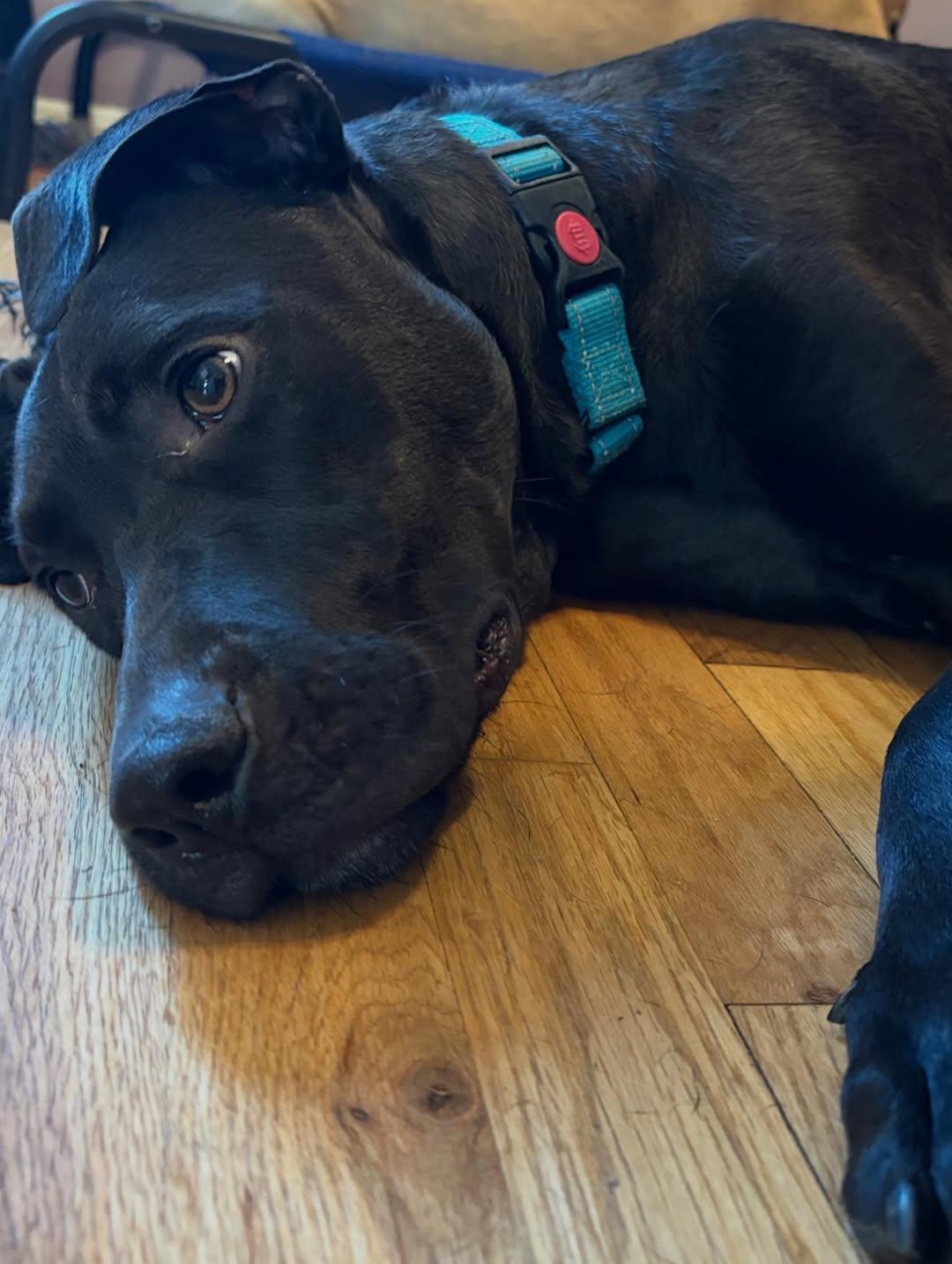 Enlarge Shine, an adopted mixed breed in Olympia, WA image 6/6