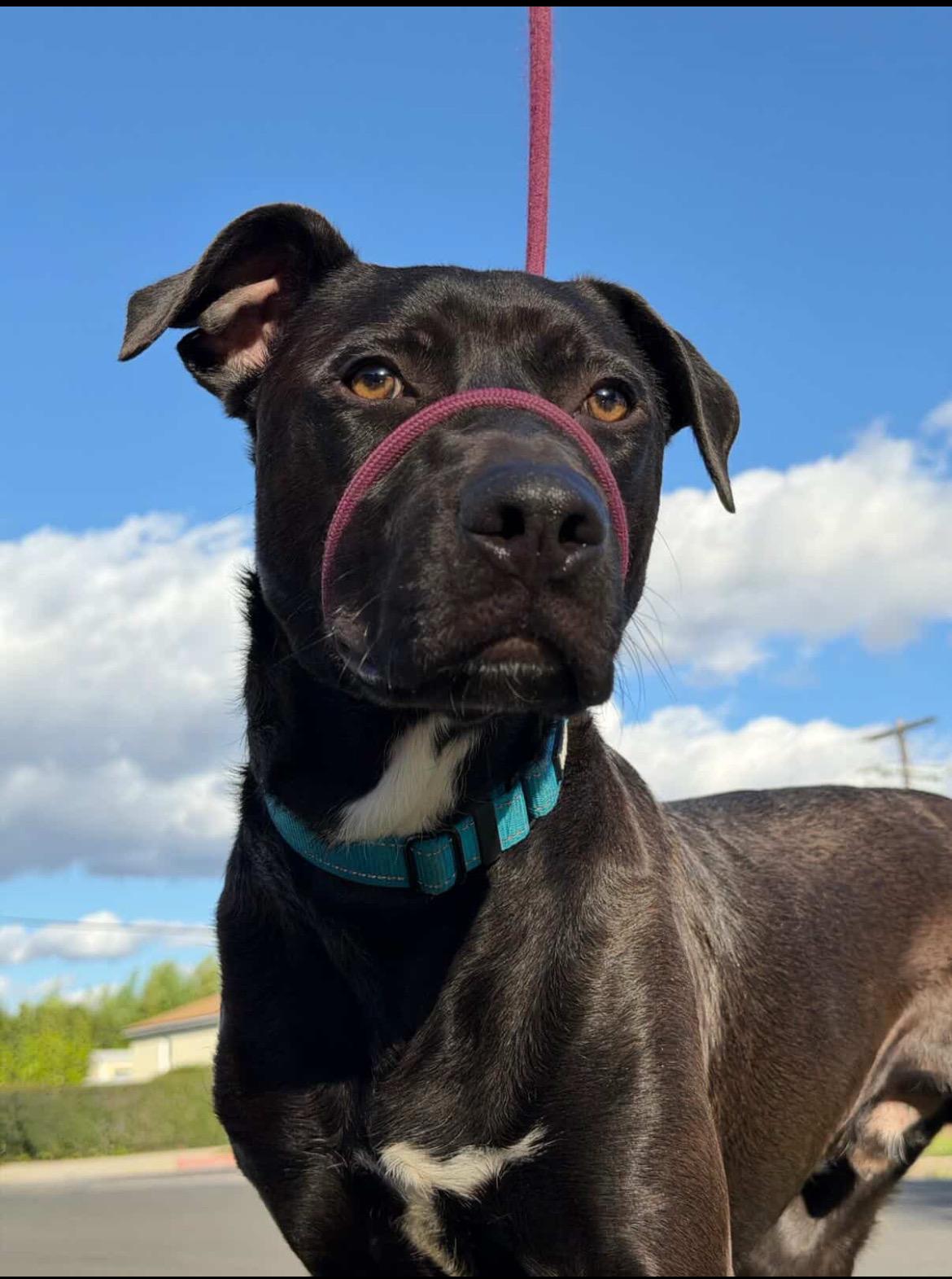 Enlarge Shine, an adopted mixed breed in Olympia, WA image 4/6