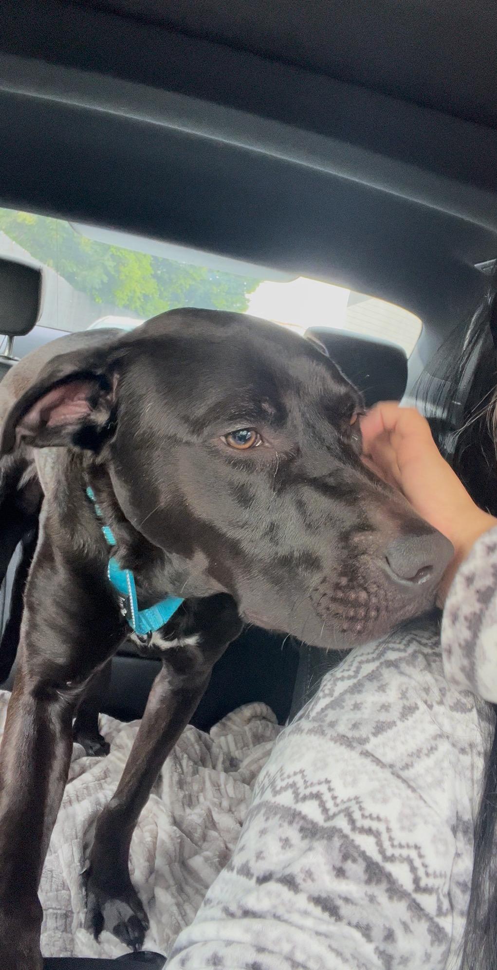 Enlarge Shine, an adopted mixed breed in Olympia, WA image 5/6