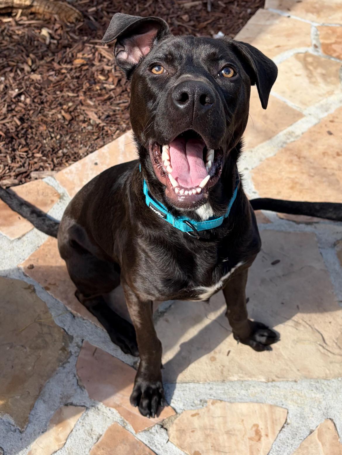 Shine, adopted, Young Male Black Labrador Retriever.