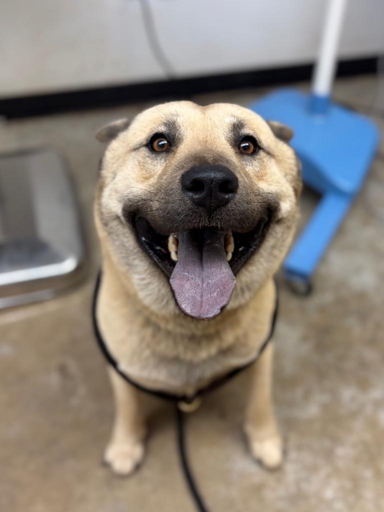 Enlarge Hunter, a Adoptable mixed breed in Lockhart, TX image 1/1