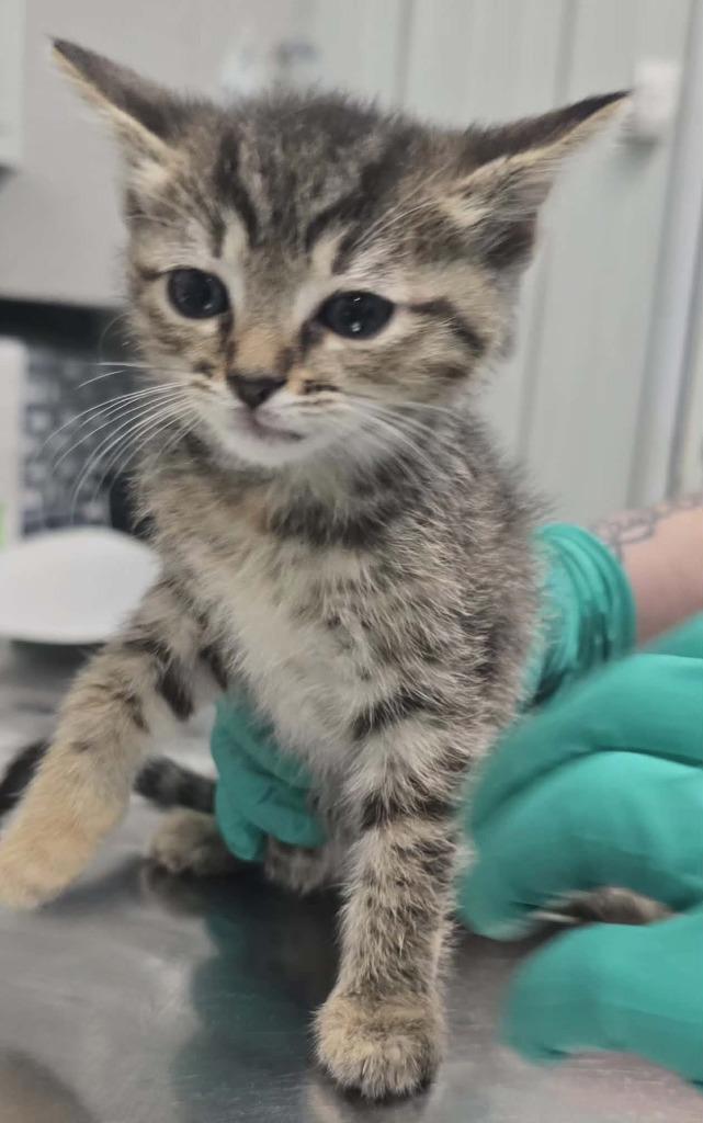 Sky, Adoptable, Kitten Female Domestic Short Hair.